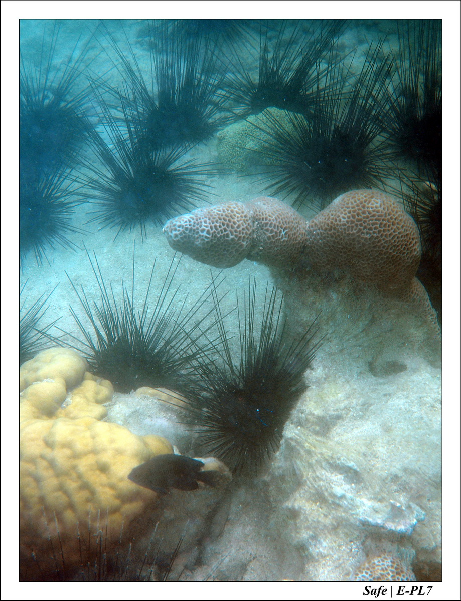 2018 - 08 - Pulau Besar - 12